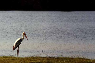 Maribou Stork, Sri Lanka, 1980