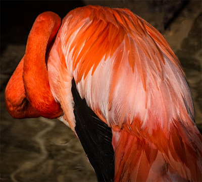 The Color of Flamingos