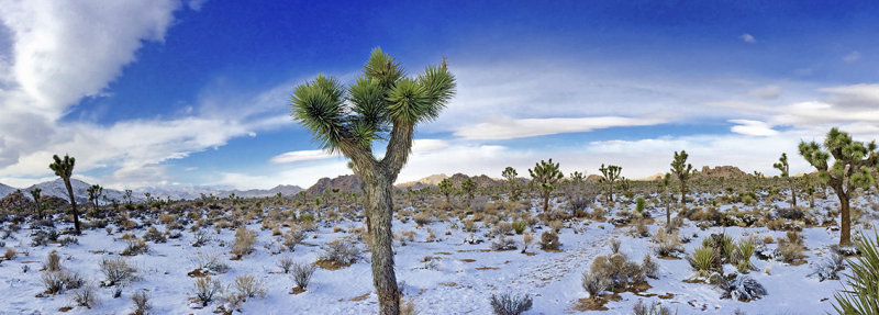 New Years Eve Snow Pano