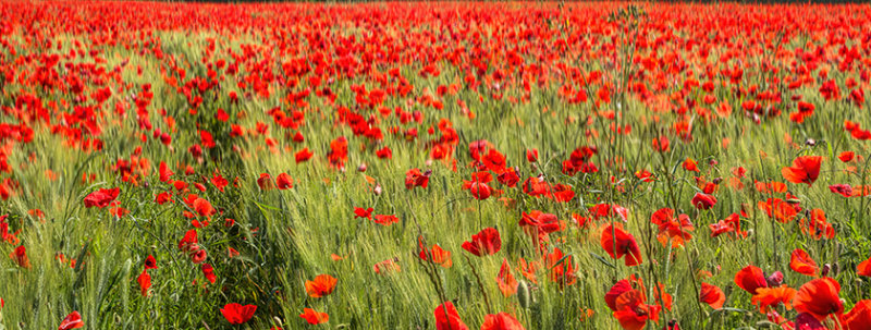 Fields of Red