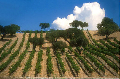 Vineyards