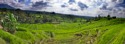 Rice Terraces at Jatiluwih #2