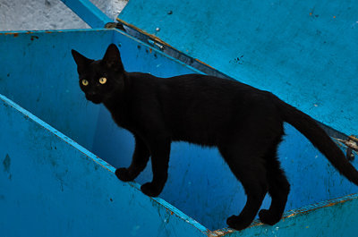 Black Cat Blues