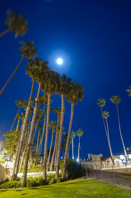 Palms at Night