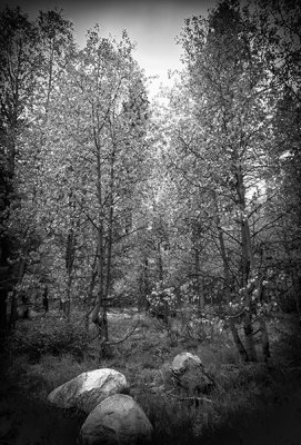 Trees in BW