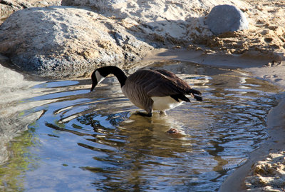 Checking his reflection?