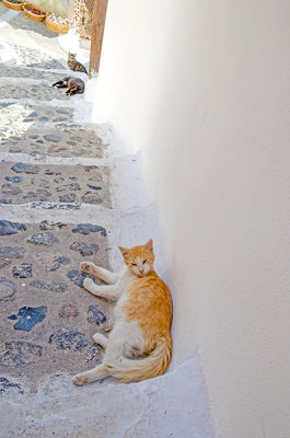 Cats on a Stairway