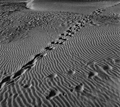 Footprints in the Dunes