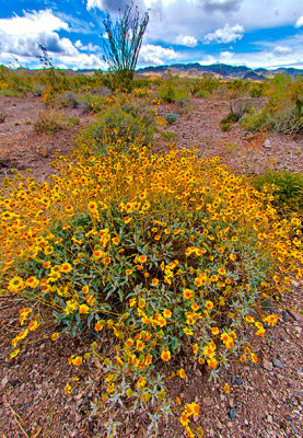 Asteraceae on the Desert Floor