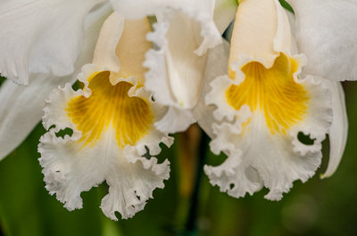 Orchids 020