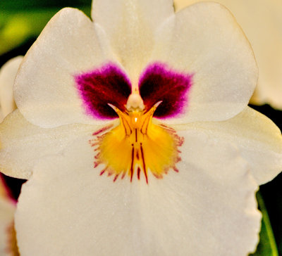 Orchid 003