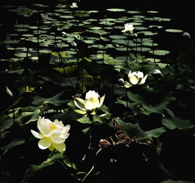 Water Lily 0107
