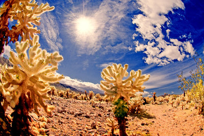 Cholla Cactus