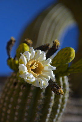 Sonoran Desert Saguaro Blossom