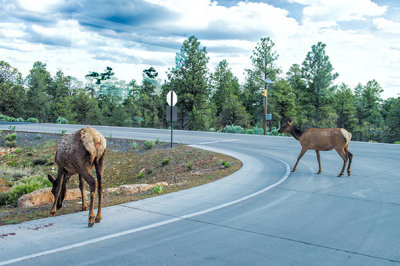 Elk Near the Visitor's Center