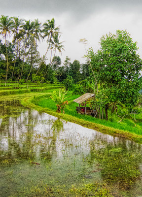 Flooded Rice Terrace