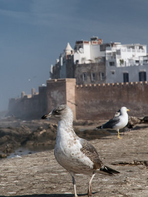 Seagull's View