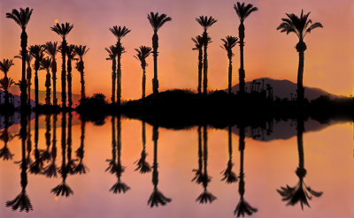 Palm Tree Silhouettes & Reflections