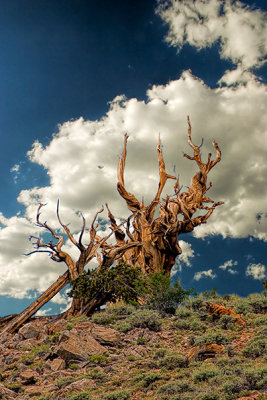 Remains of an Ancient Bristlecone Pine