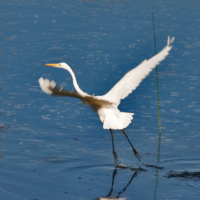 Great Egret