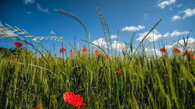 Wheat & Poppies