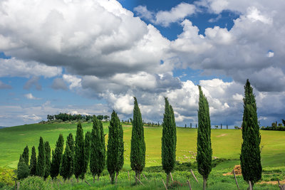 Tuscany's Cypresses