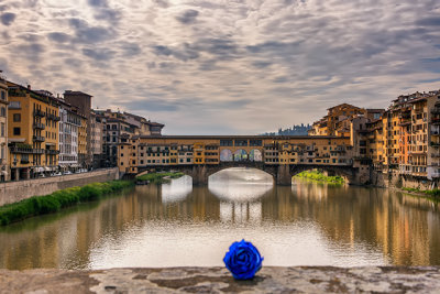 Ponte Vecchio & Blue Rose