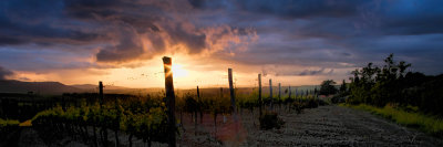 Sunset in Vineyards of Tuscany