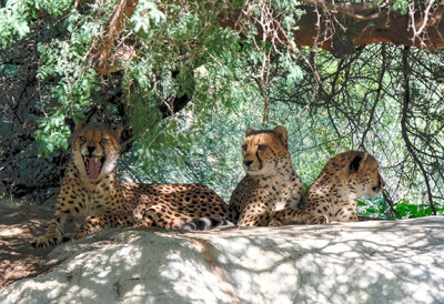 Cheetahs at Rest