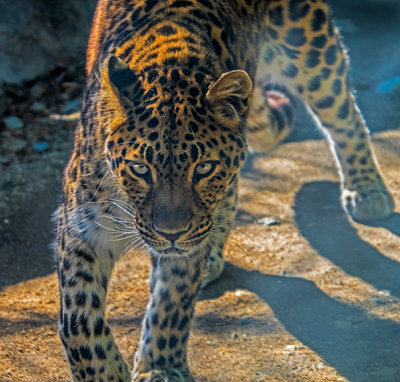 Amur Leopard