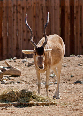 Addax