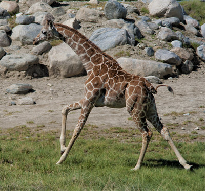 Young Giraffe on the Gallop