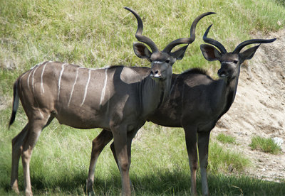 Greater Kudu