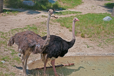 Ostriches