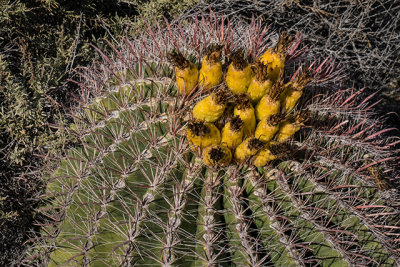 Barrel Cactus Blooming