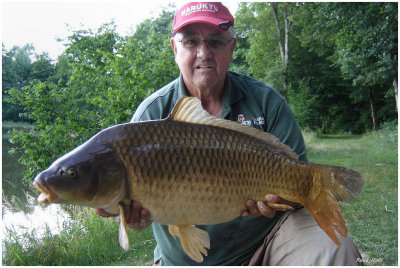 Carpe commune 11 kg