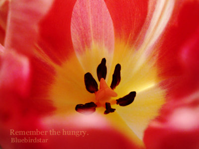 A Tulip for Hunger