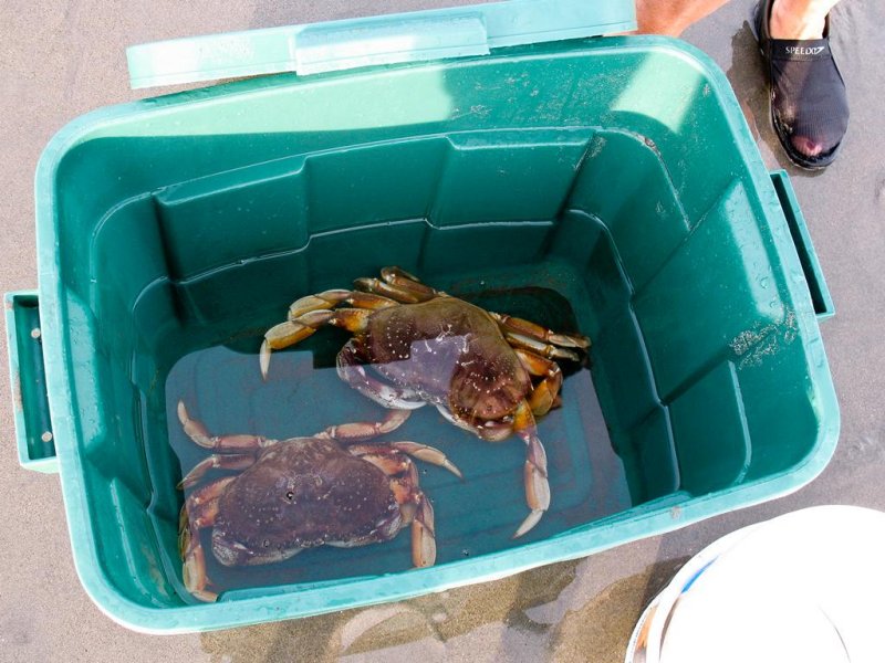 Crab For Dinner