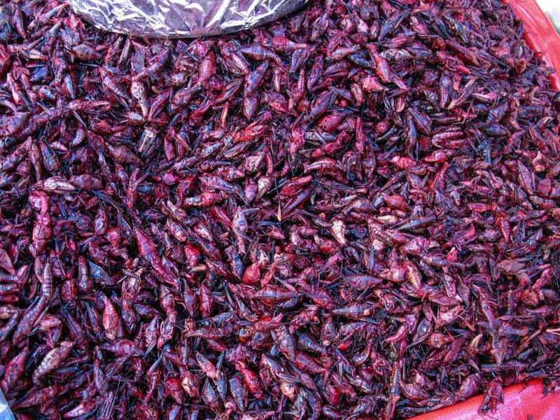 Dried Crickets