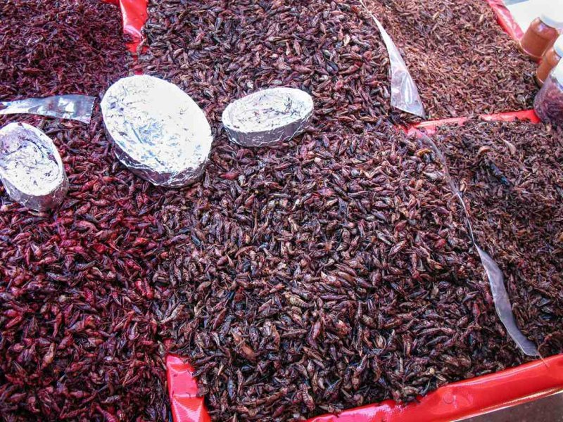 Dried Crickets