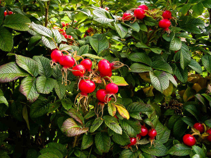 Rose Hips