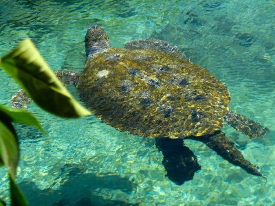 Sea Turtle - Xcaret Eco Theme Park