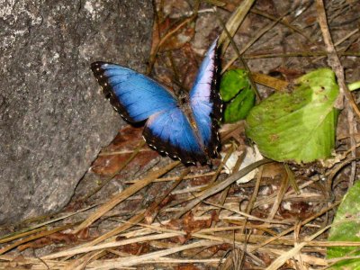 Blue Morpho Butterfly - Xcaret Eco Theme Park