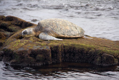 Green Sea Turtle Basking