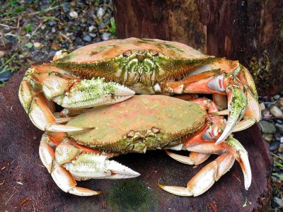 Haida Gwaii / Queen Charlotte Islands, B.C.
