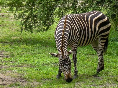 Zebra - Wild Animal Kingdom