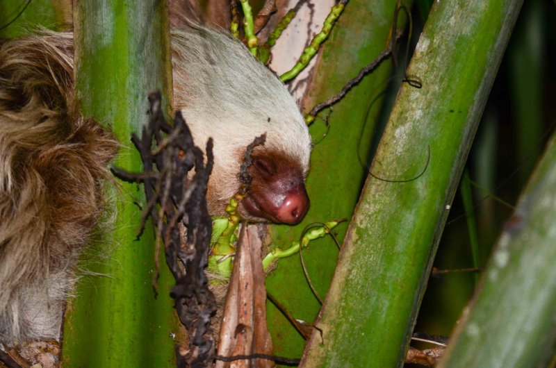 Three-toed Sloth - Sarapiqui - Costa Rica - ADS_4829.jpg
