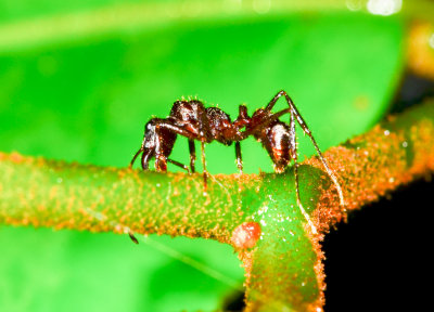 Ant - Sarapiqui - Costa Rica - ADS_4684.jpg