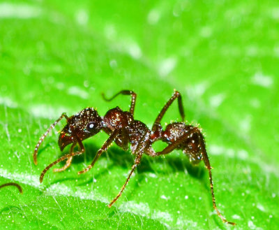 Ant - Tortuguera - Costa Rica - ADS_4573.jpg