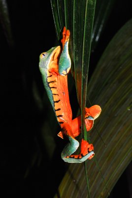 Barred leaf Frog - Agalychnis calcarifer - Tortuguera - Costa Rica - DSC_8441.jpg